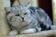 BRITISH SHORTHAIR 036